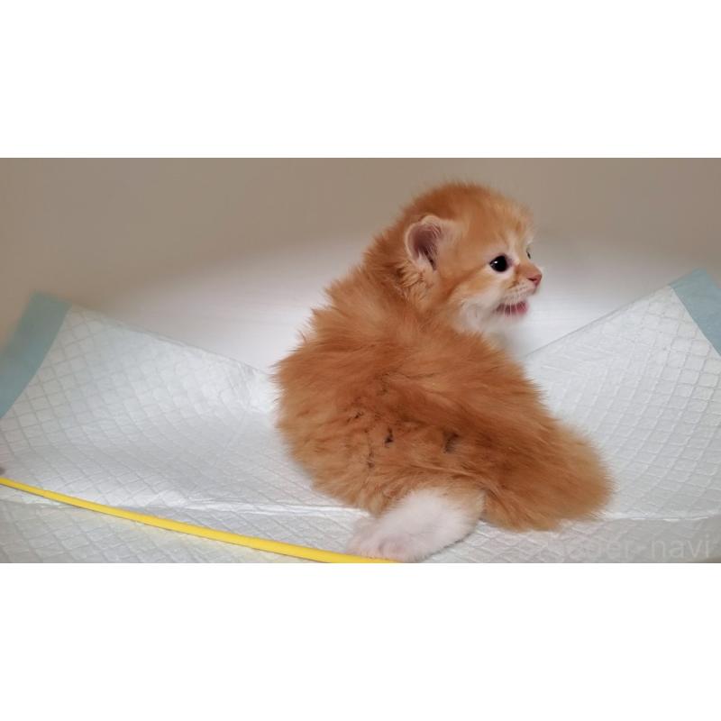 販売中の大阪府のミヌエット-130915の4枚目