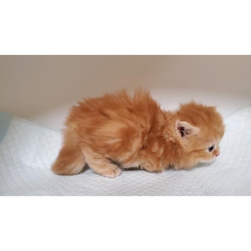 販売中の大阪府のミヌエット(短足)-130916の9枚目