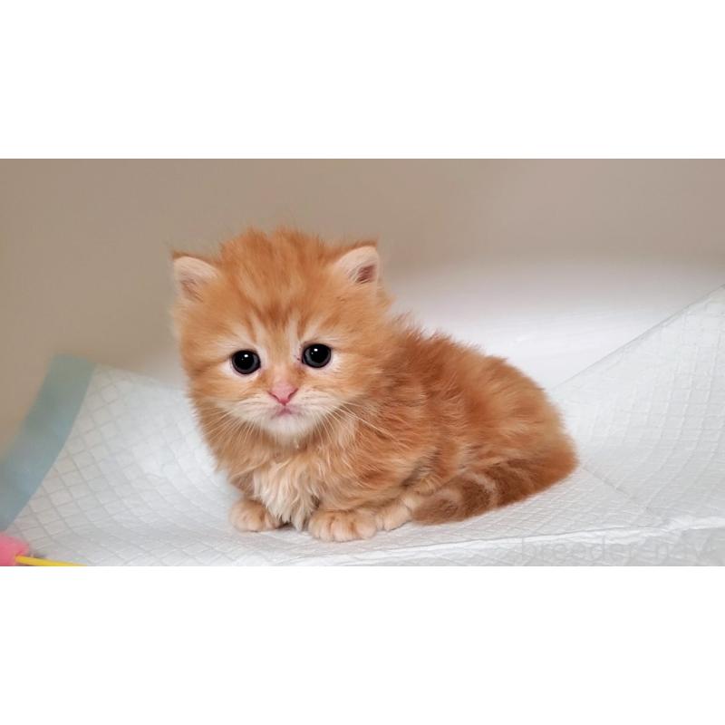 販売中の大阪府のミヌエット(短足)-130916の10枚目