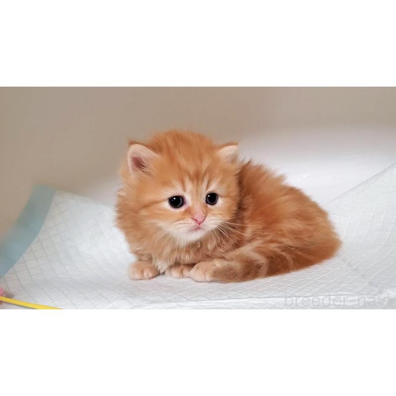 販売中の大阪府のミヌエット(短足)-130916の8枚目