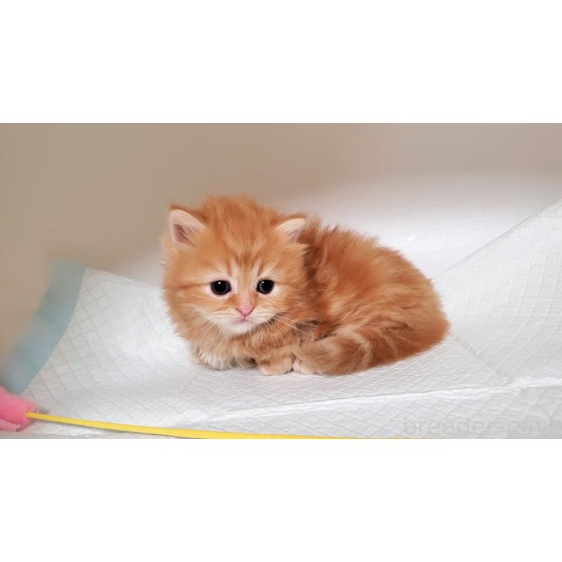 販売中の大阪府のミヌエット(短足)-130916の7枚目