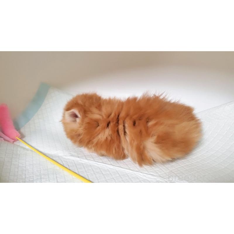 販売中の大阪府のミヌエット(短足)-130916の4枚目