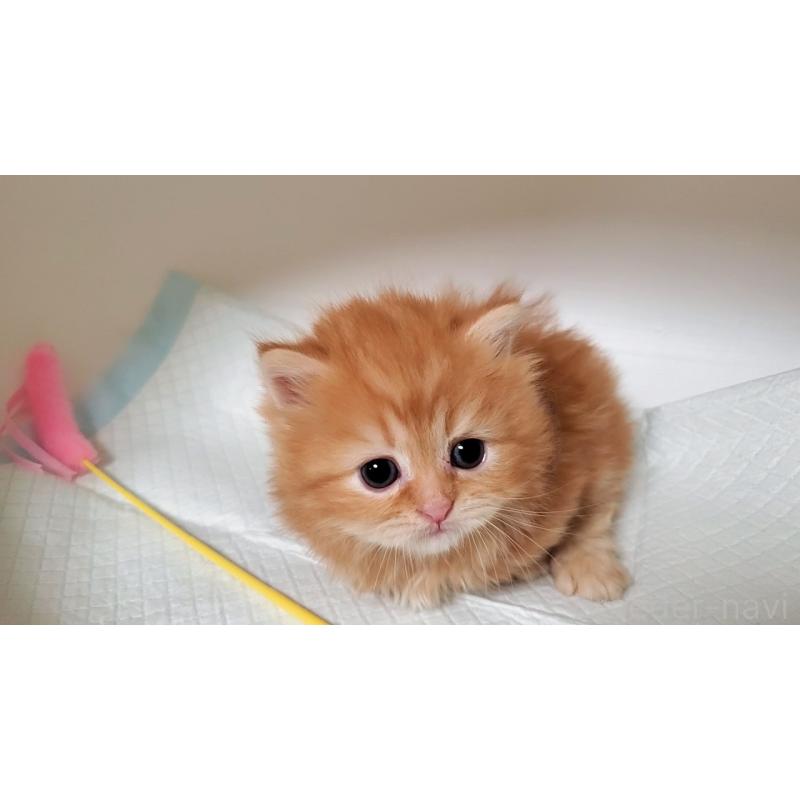 販売中の大阪府のミヌエット(短足)-130916の5枚目