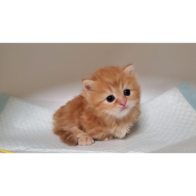 販売中の大阪府のミヌエット(短足)-130916の2枚目