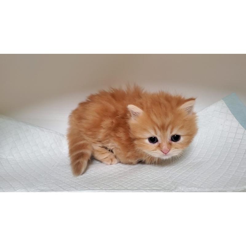 販売中の大阪府のミヌエット(短足)-130916の3枚目