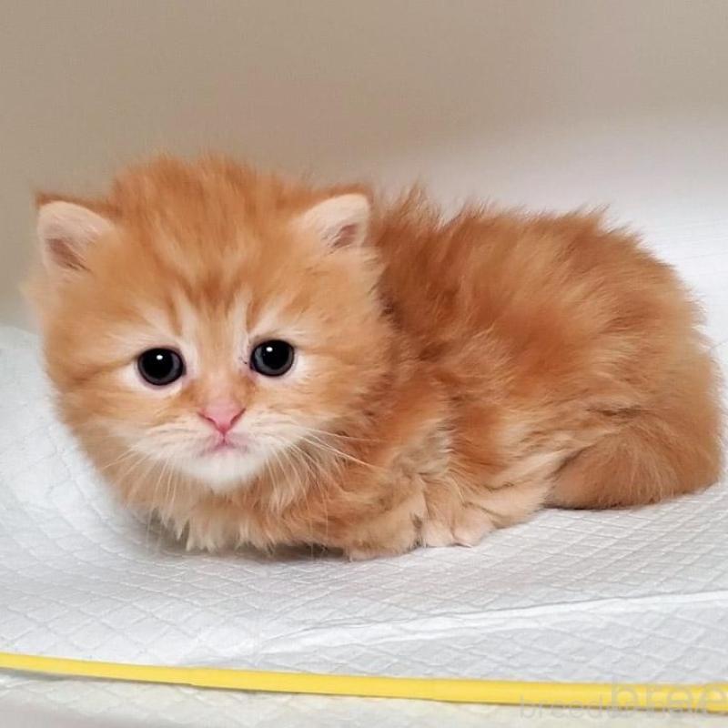 販売中の大阪府のミヌエット(短足)-130916の1枚目