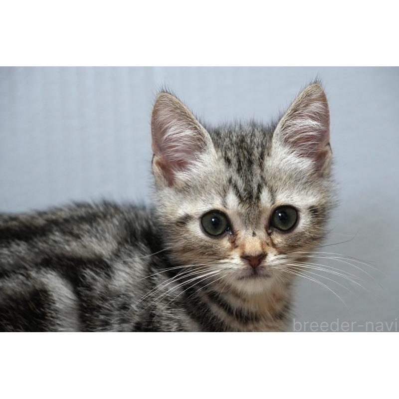 販売中の埼玉県のアメリカンショートヘア-128907の6枚目