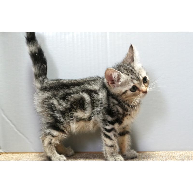 販売中の埼玉県のアメリカンショートヘア-128907の4枚目