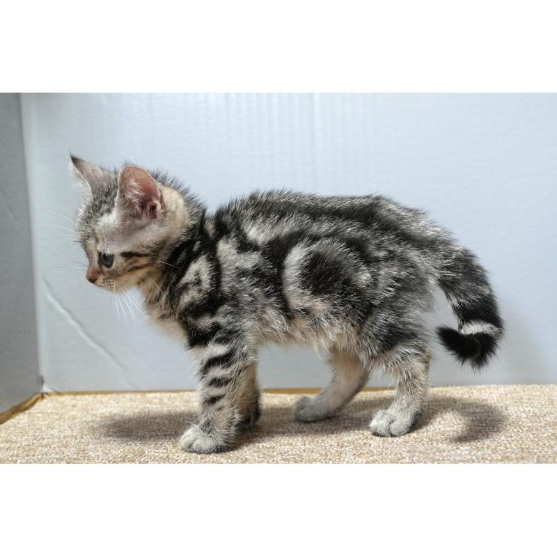 販売中の埼玉県のアメリカンショートヘア-128907の2枚目