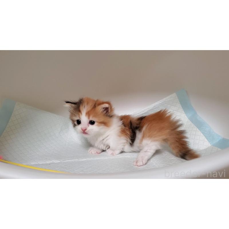 販売中の大阪府のミヌエット(短足)-130917の6枚目