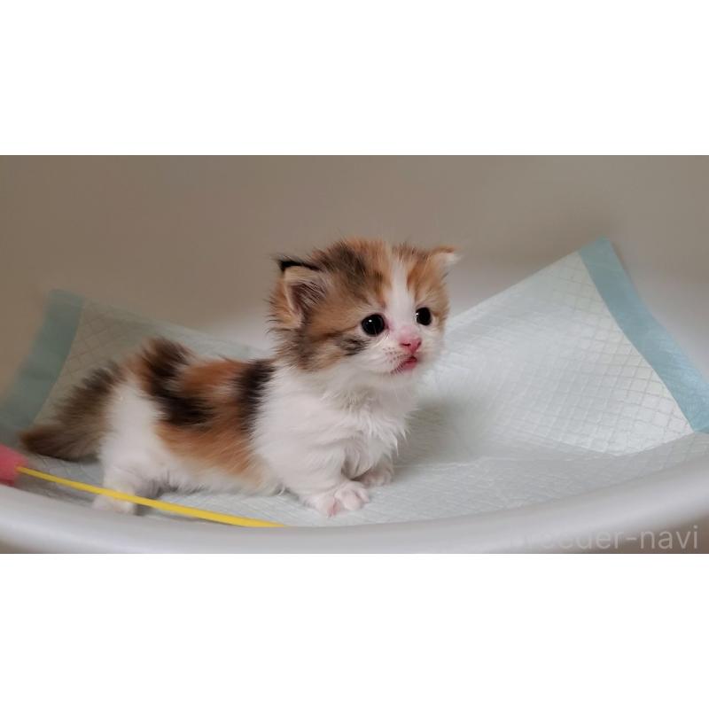 販売中の大阪府のミヌエット(短足)-130917の5枚目