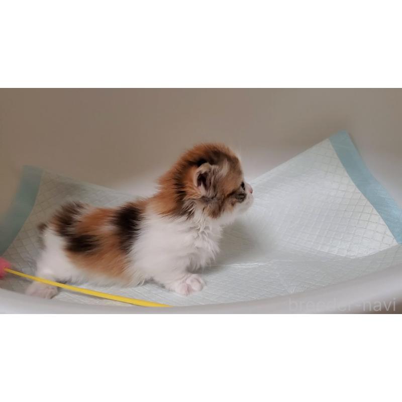 販売中の大阪府のミヌエット(短足)-130917の4枚目