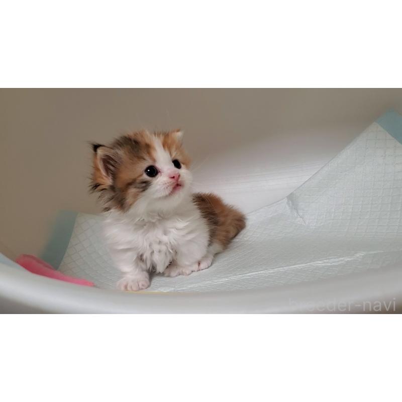 販売中の大阪府のミヌエット(短足)-130917の2枚目