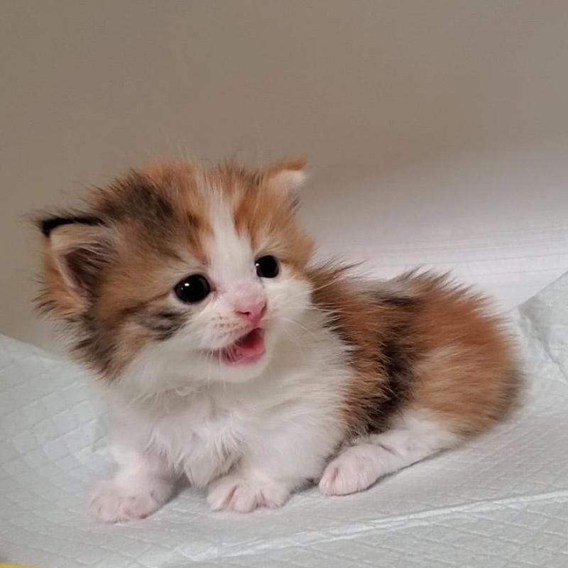 販売中の大阪府のミヌエット(短足)-130917