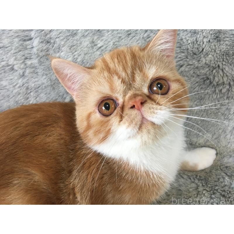 販売中の神奈川県のエキゾチックショートヘア-124754の8枚目