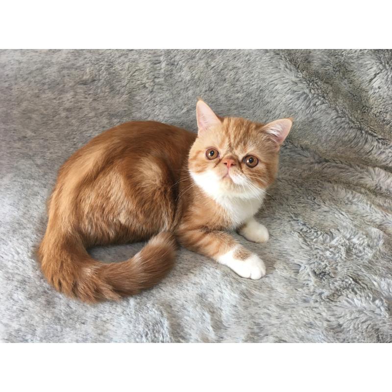 販売中の神奈川県のエキゾチックショートヘア-124754の7枚目