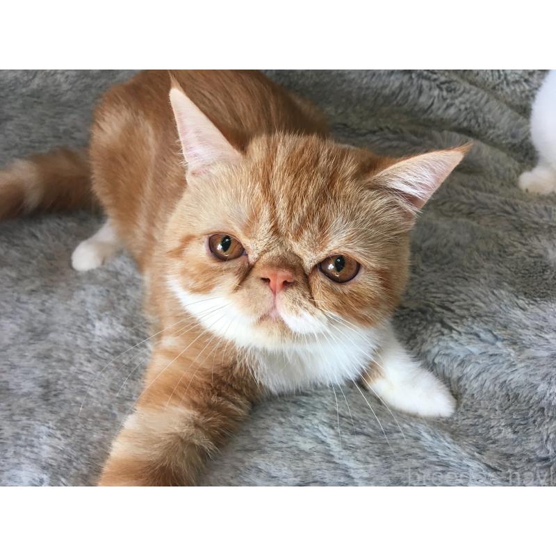 販売中の神奈川県のエキゾチックショートヘア-124754の6枚目