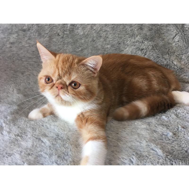 販売中の神奈川県のエキゾチックショートヘア-124754の5枚目