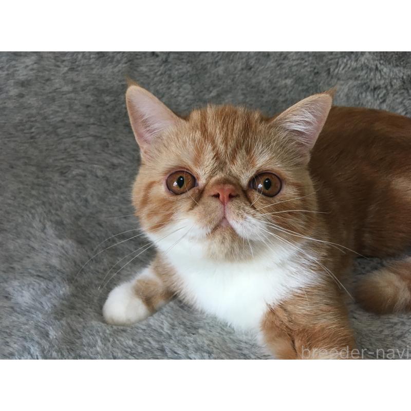 販売中の神奈川県のエキゾチックショートヘア-124754の4枚目