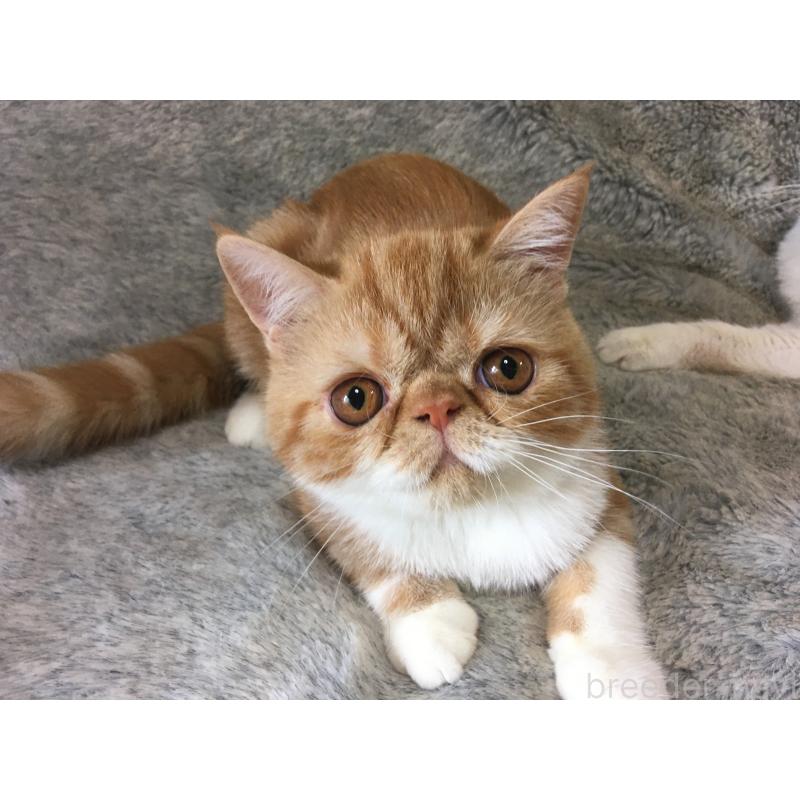 販売中の神奈川県のエキゾチックショートヘア-124754の3枚目