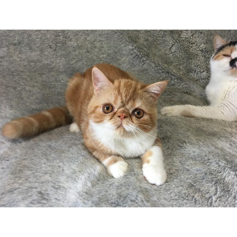 販売中の神奈川県のエキゾチックショートヘア-124754の2枚目