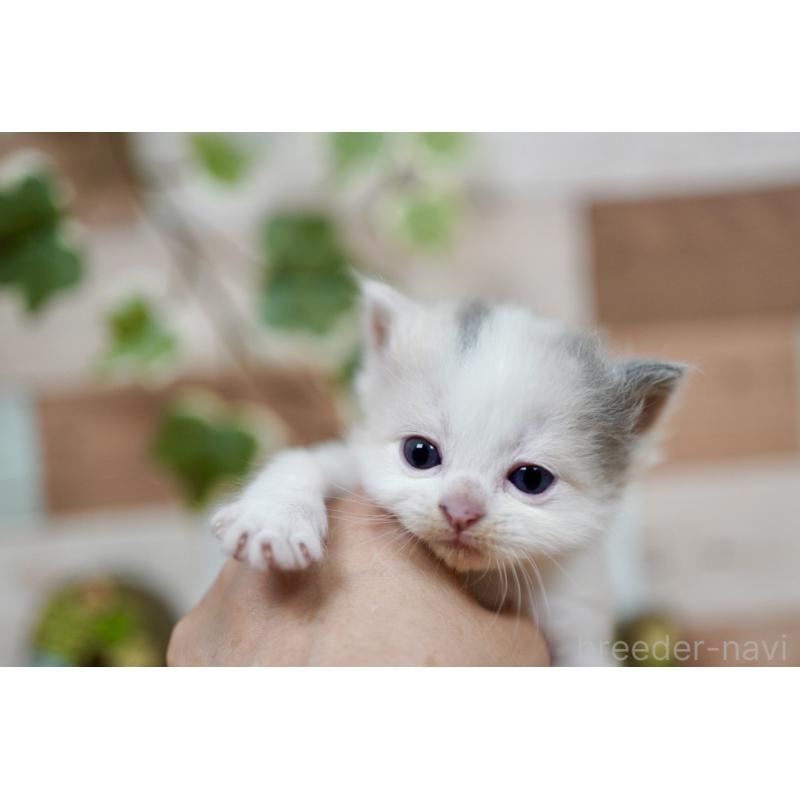 販売中の北海道のラガマフィン-130918の4枚目