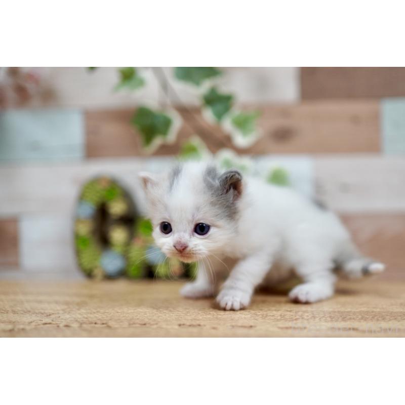 販売中の北海道のラガマフィン-130918の5枚目