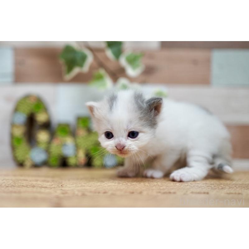 販売中の北海道のラガマフィン-130918の2枚目