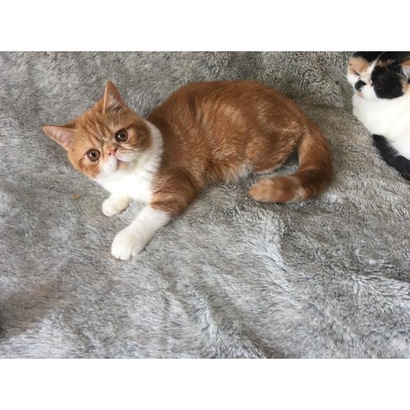 販売中の神奈川県のエキゾチックショートヘア-124756の6枚目