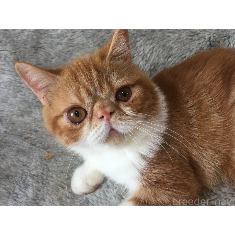 販売中の神奈川県のエキゾチックショートヘア-124756の5枚目