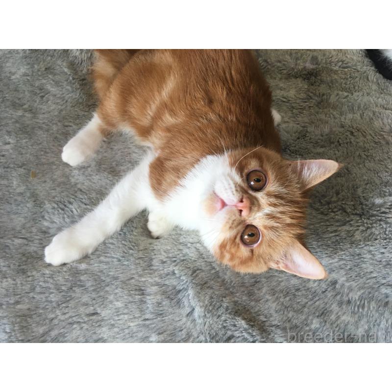 販売中の神奈川県のエキゾチックショートヘア-124756の4枚目