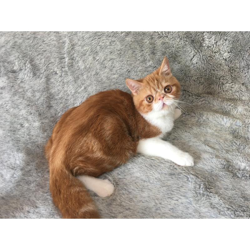 販売中の神奈川県のエキゾチックショートヘア-124756の3枚目