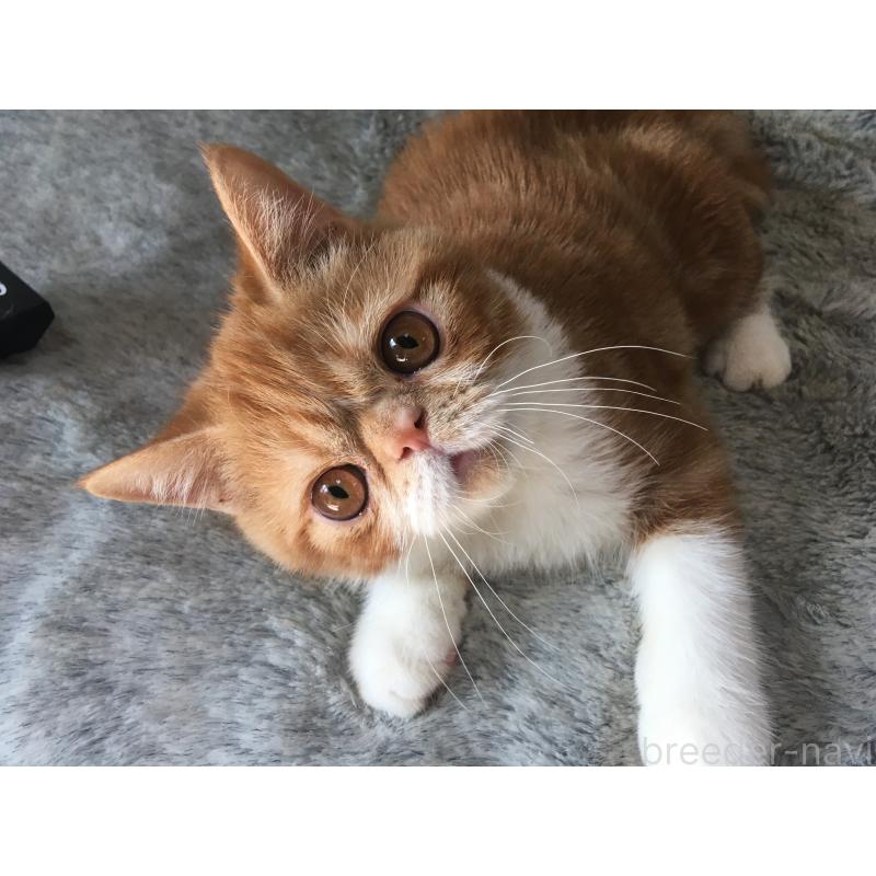 販売中の神奈川県のエキゾチックショートヘア-124756の2枚目