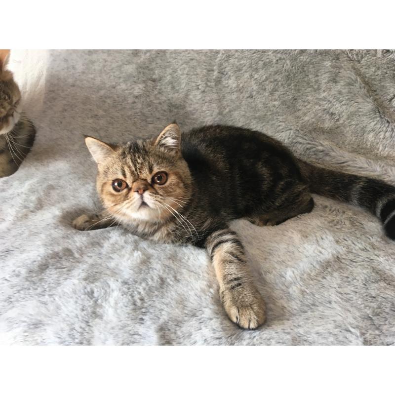 販売中の神奈川県のエキゾチックショートヘア-123402の6枚目