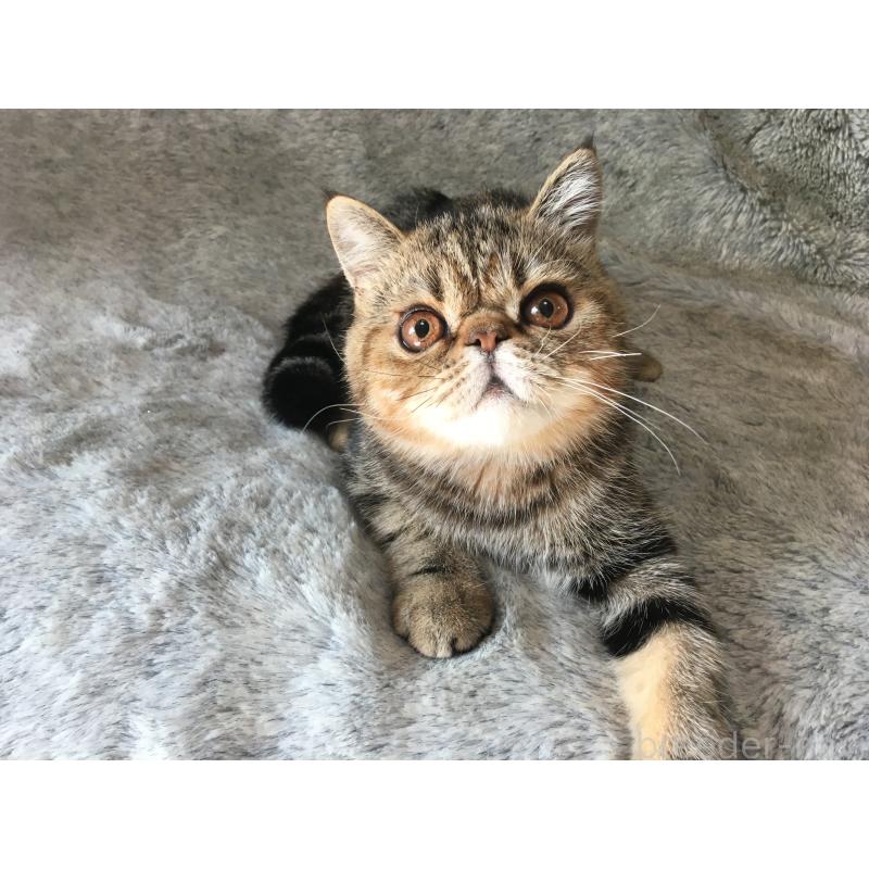 販売中の神奈川県のエキゾチックショートヘア-123402の5枚目