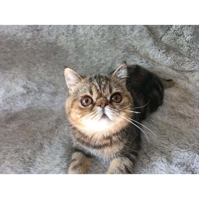 販売中の神奈川県のエキゾチックショートヘア-123402の4枚目