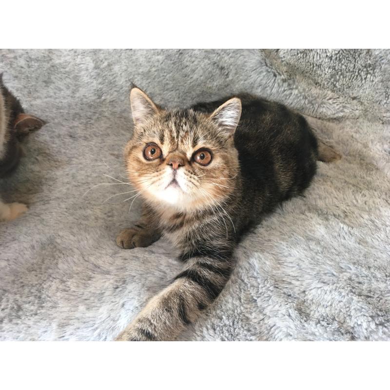 販売中の神奈川県のエキゾチックショートヘア-123402の3枚目