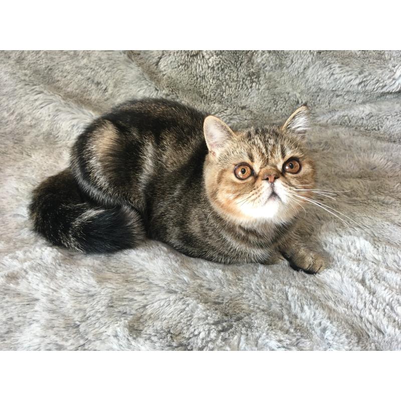 販売中の神奈川県のエキゾチックショートヘア-123402の2枚目