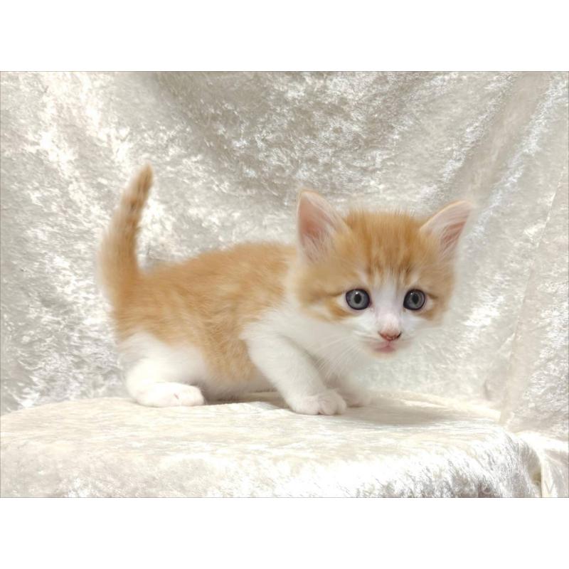 販売中の神奈川県のノルウェージャンフォレストキャット-130919の2枚目