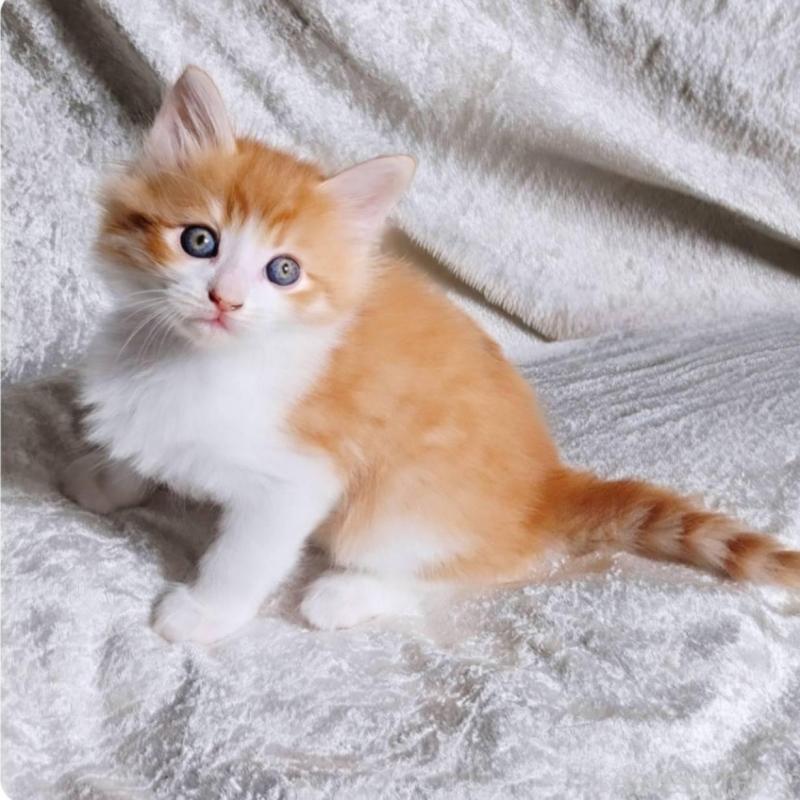 販売中の神奈川県のノルウェージャンフォレストキャット-130919