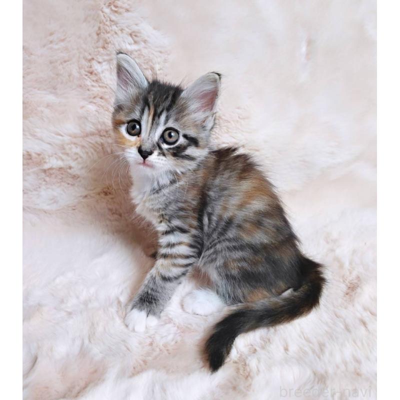 販売中の神奈川県のノルウェージャンフォレストキャット-130920の3枚目