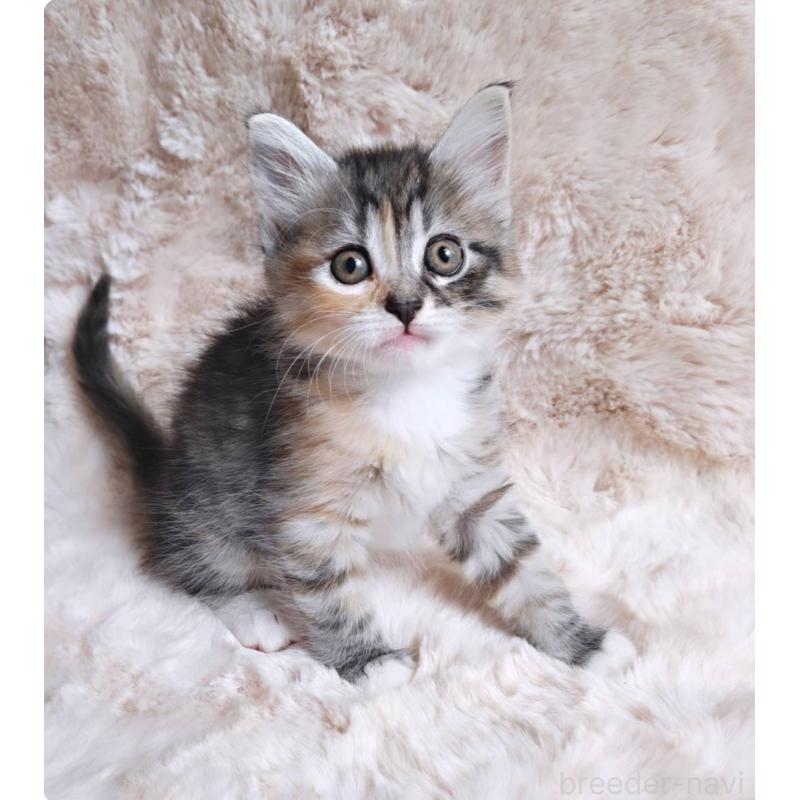 販売中の神奈川県のノルウェージャンフォレストキャット-130920の2枚目