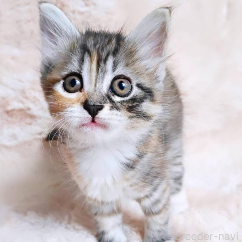 販売中の神奈川県のノルウェージャンフォレストキャット-130920