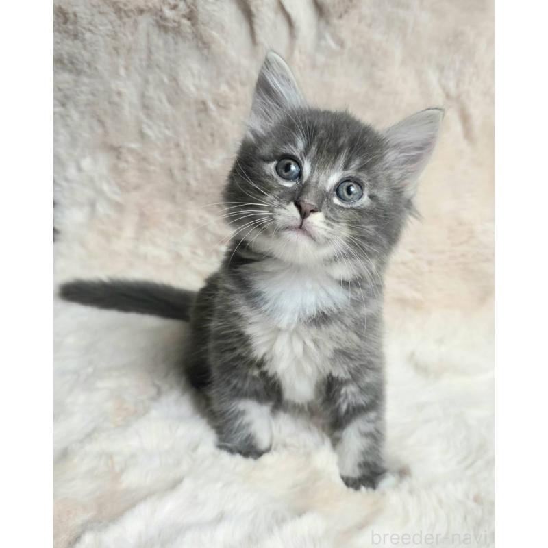 販売中の神奈川県のノルウェージャンフォレストキャット-130921の4枚目