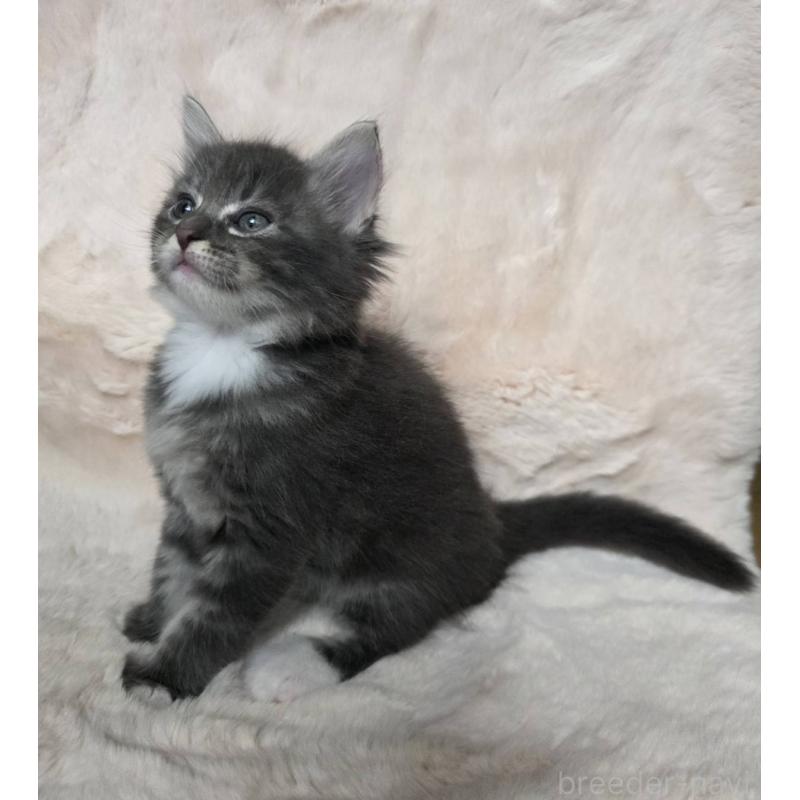 販売中の神奈川県のノルウェージャンフォレストキャット-130921の3枚目