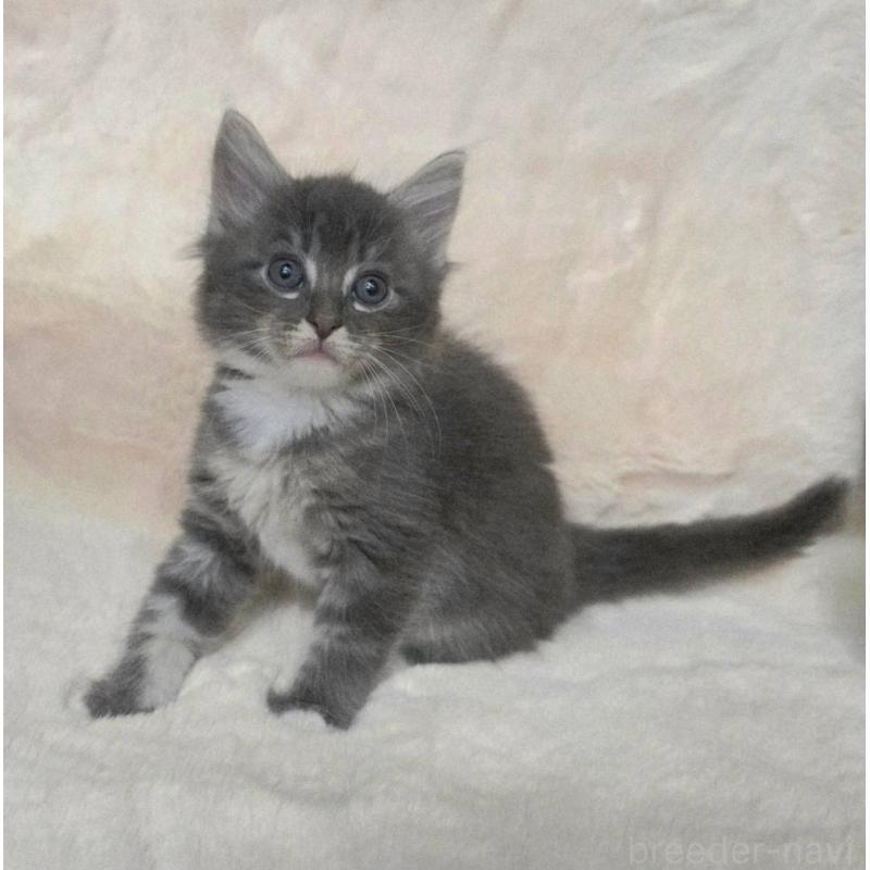 販売中の神奈川県のノルウェージャンフォレストキャット-130921の2枚目