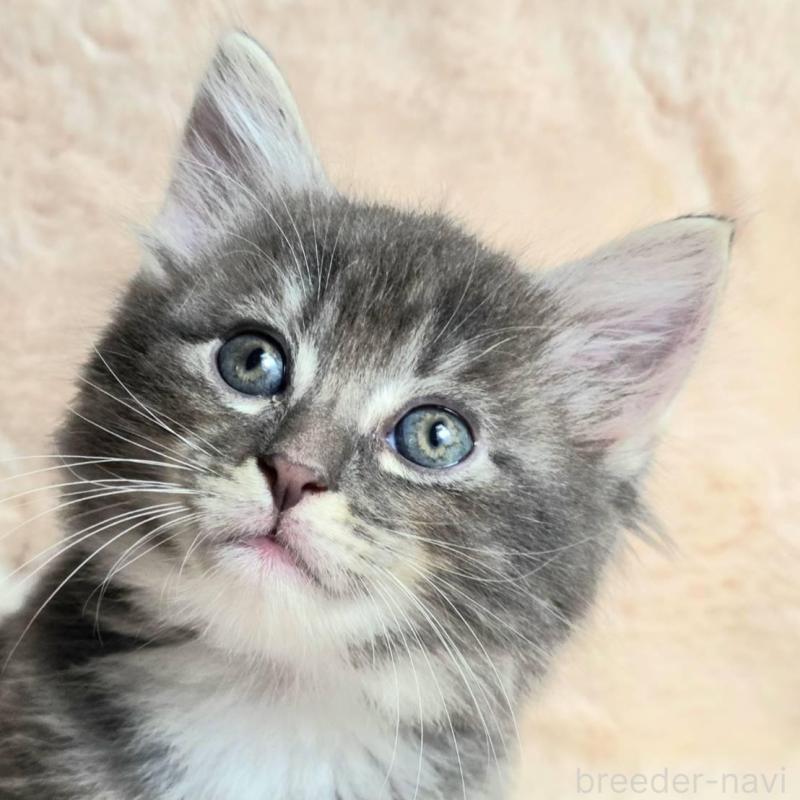 販売中の神奈川県のノルウェージャンフォレストキャット-130921の1枚目