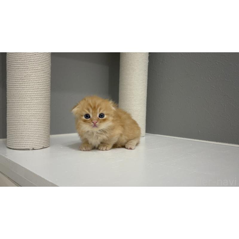 販売中の福岡県のマンチカン(短足)-130922の6枚目