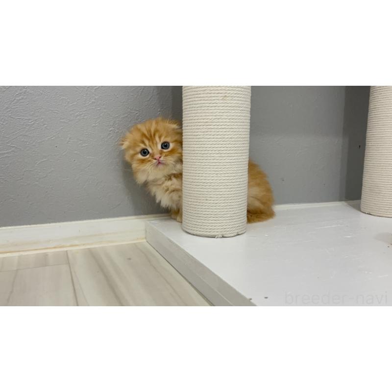 販売中の福岡県のマンチカン(短足)-130922の4枚目