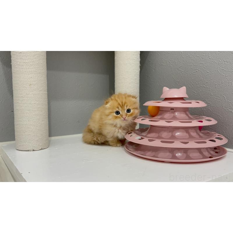 販売中の福岡県のマンチカン(短足)-130922の3枚目